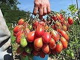 200 tomato seeds tomato tree seeds rare vegetable seeds for home garden planting NO-GMO get Harvest