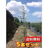 【ノーブランド品】ウバメガシ樹高1.0m前後15cmポット【5本セット】