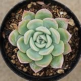 スイレン 睡蓮 7.5cmポット エケベリア Echeveria Suryeon スリョン すいれん 福岡県産 多肉植物 多肉 観葉植物 インテリアグリーン 寄せ植えに