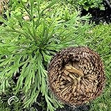 Beho-1 枚入復活植物親水ローズのエリコ恐竜工場空気シダ スパイク モス