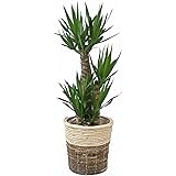 観葉植物 本物 ユッカ・エレファンティペス8号鉢 【ツートーン鉢カバー付】