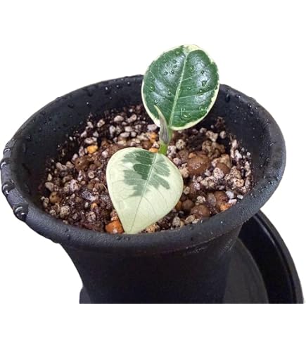 Amazon.co.jp: パンダ ガジュマル 斑入りPanda Gajyumaru Variegated