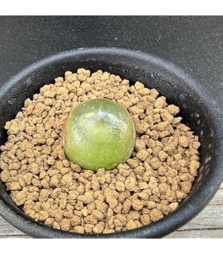 Amazon.co.jp: 多肉植物 コノフィツム ブルゲリ 1.3cm以上 抜き苗 3株