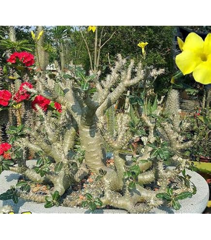 Amazon.co.jp: 種子5粒 ミラビリス ジャラパ 希少 塊根植物 コーデック