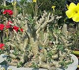 【多肉植物／塊根植物】Pachypodium Cactipes★パキポディウム カクチペス 種子５粒 コーデックス [並行輸入品]