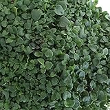 ミント：コルシカミント3号ポット 3株セット