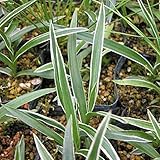 【山野草】サギソウ「銀河」(5球)