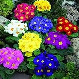 .Primula種子（100粒）ホームガーデン盆栽屋外プラントの花の種