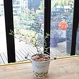 [エルフルール] 観葉植物 ソフォラミクロフィラ・リトルベイビー