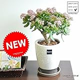 LAND PLANTS 【観葉植物】 金のなる木 花月 （ ツートンカラーのモダン陶器）