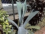 【多肉植物/種子】Agave Tequilana★アガベ・テキーラナ◎テキーラ酒に最適な大型種アガベ◆5粒♪ [並行輸入品]