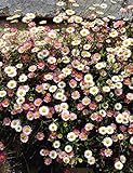 花の大和 9cmポット苗 源平小菊 3株 [2月中旬頃よりお届け開始]