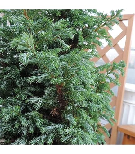 Amazon.co.jp: コニファー『ブルーアイス』12～15cmポット苗 : DIY