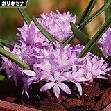 国華園　夏植え球根 ポリキセナ ピンク 15球【※発送が国華園からの場合のみ正規品です】