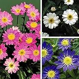 国華園　花苗　都忘れ　3色セット　3種3株【※発送が国華園からの場合のみ正規品です】