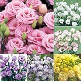 タキイ種苗 タキイ特選、ユーストマ、花タネセット FVV023SET