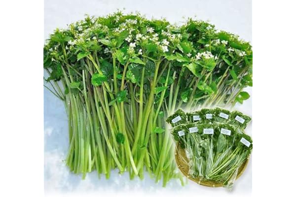 Amazon Co Jp 売れ筋ランキング 生わさび の中で最も人気のある商品です