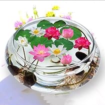 激レア品種ハス インド蓮の種１０個の出品です 来年発芽用 激レア品種ハス インド蓮の種10個の出品です 来年発芽用