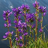 霧島八代草（キリシマヤツシロソウ）3号 2株セット[非常に強健で大輪咲きの八代草] ノーブランド品