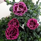 ダイアンサス：サニービー・パープル系3.5号 3株セット[とても愛らしい八重咲ダイアンサス！]