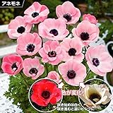 国華園　秋植え球根 アネモネ ミストラルピンク 5球【※発送が国華園からの場合のみ正規品です】