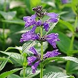 【宿根草】ネペタ「ブルードリームズ」