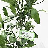 オレンジ 苗木 麗紅（れいこう） 13.5cmポット苗（PVP） オレンジ苗