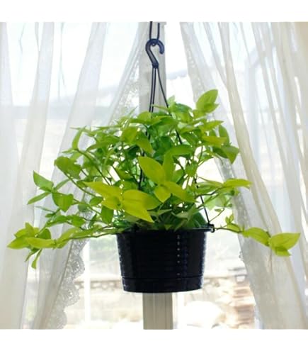 Amazon｜World Fantasy Garden 観葉植物 トラディスカンチア ゼブリナ