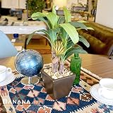 バナナ 光触媒 イミテーショングリーン 日本製