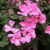 ゼラニウム：カリエンテピンク3.5号ポット 2株セット ノーブランド品