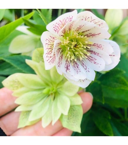 Amazon.co.jp: クリスマスローズ 種子10粒 ミックス 花の種 : DIY
