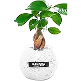 ガジュマル 白砂利 ガラスボール 土を使わず衛生的 観葉植物 本物 ミニ がじゅまる 多幸の木 ハイドロカルチャー お洒落 清潔感