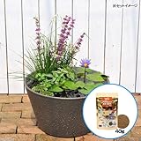 (ビオトープ/睡蓮)はじめての熱帯性睡蓮セット + キョーリン メダカのエサ 産卵・繁殖用 40g 説明書付 本州・四国限定[生体]