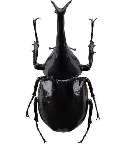 Amazon | そだてて!甲虫王者ムシキング カブトムシ(茶) | フィギュア