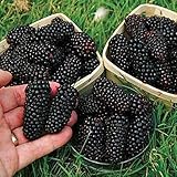 100 Seeds / Pack, Black Mulberry Seeds Morus Nigra Tree Garden Bush Seed DIY home garden