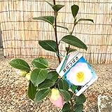 椿 苗木 曙椿 13.5cmポット苗 あけぼのつばき ツバキ 苗 つばき