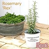 (観葉)ハーブ苗 ローズマリー 立性 3号(お買い得5ポットセット) 家庭菜園 本州・四国限定[生体]