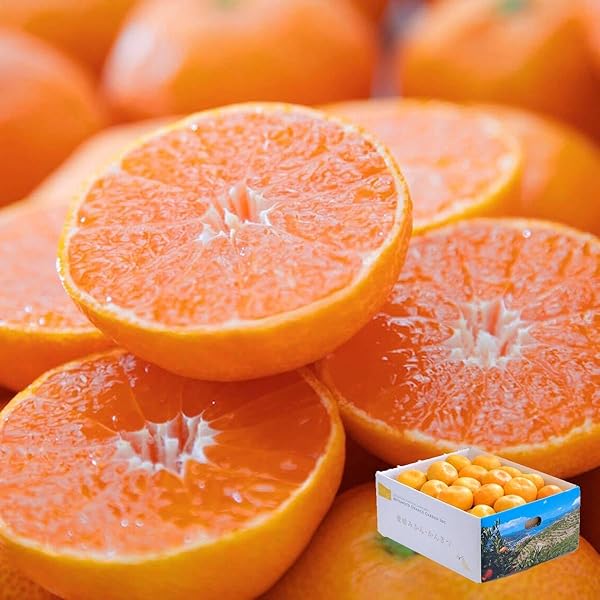 Amazon.co.jp: 2026年発送山梨県産 希少品種「サンシャインレッド」1房