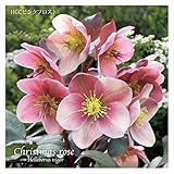 冬咲きクリスマスローズ　HGCピンクフロスト　13.5cmポット1苗（2年生苗）