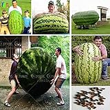 30/bag giant Watermelon Seeds ,Sweet Taste Vegetables and fruit seeds very giant delicious
