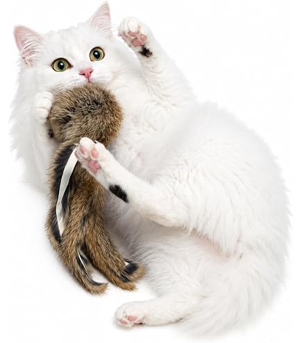 Amazon.co.jp: bobby dazzler ボビーダズラー ぬいぐるみ たぬき ねこ