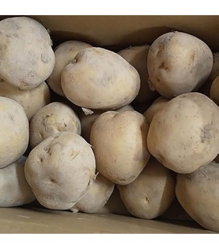 Amazon.co.jp: 北海道産 じゃがいも 種芋 キタアカリ サイズSやM 1.2kg
