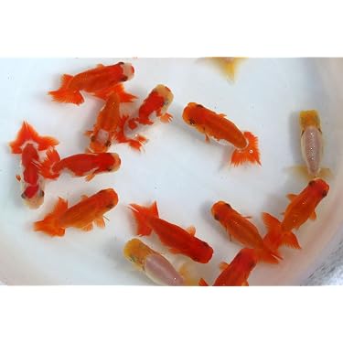 Amazon.co.jp 最新リリース: 生体（観賞魚・水中生物） の新着