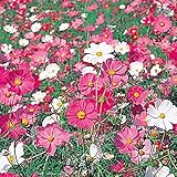 国華園　花たね　大量たね　コスモス　スペシャルミックス　1袋（50g）【※発送が国華園からの場合のみ正規品です】