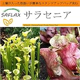 SAFLAX - Garden in the Bag - サラセニア - 10 個の種。- 取扱いが簡単なスタンドアップバッグに栽培用土壌が入っています - Sarracenia flava/S. p