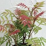 ナナカマド：ホザキナナカマド　セム　ルートバック樹高60～70cm ノーブランド品