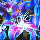 100 Particles / lot Specials Blue Heart Lily Plant Seeds Potted Bonsai Plants Lily Flower Seeds for 