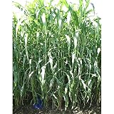 【種 6kg】 ソルガム BMRスィート 中早生 酪農 畜産 緑肥 [播種期：5～8月] 雪印種苗 米S代不