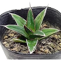 アガベ　笹の雪　短葉　 極上　大株　球型　ドライガーデン アガベ'笹の雪'の基本情報・育て方｜多肉植物・サボテン図鑑