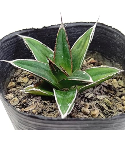 Amazon｜多肉植物 ：アガベ 笹の雪錦 黄覆輪*L｜観葉植物 オンライン通販